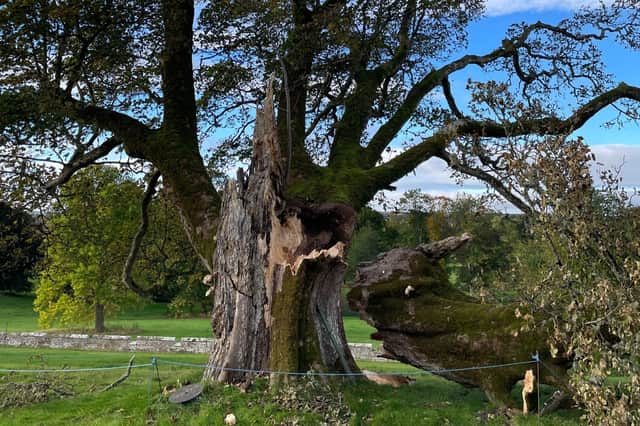 The tree was planted in 1617 by King James VI of Scotland