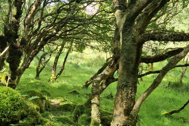 There are more than 300 different species of plant on Rona
