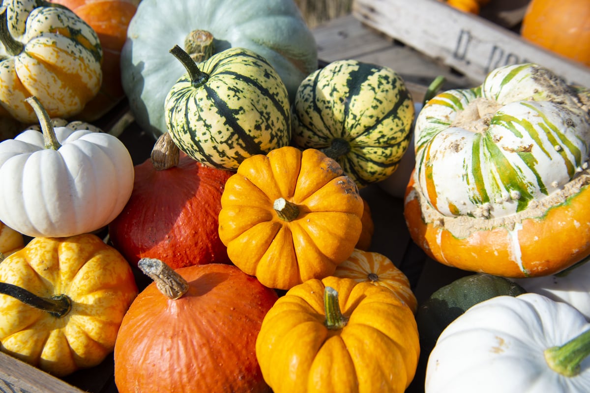 8 spectacular images from Scotland's largest pumpkin patch as Halloween approaches