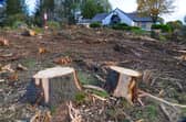 Around 80 trees were chopped down at the site 