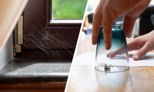 Don't cast that spider outside! He could help you out