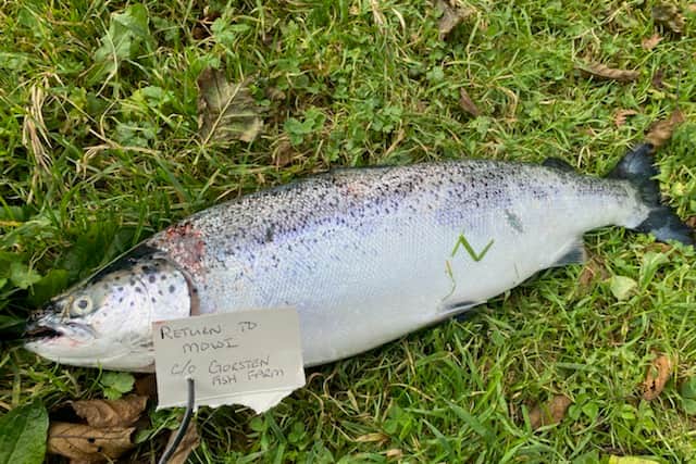 Campaigners claim anglers are reporting catching farmed salmon further upstream from where 75,000 escaped from a fish farm in Loch Linnhe