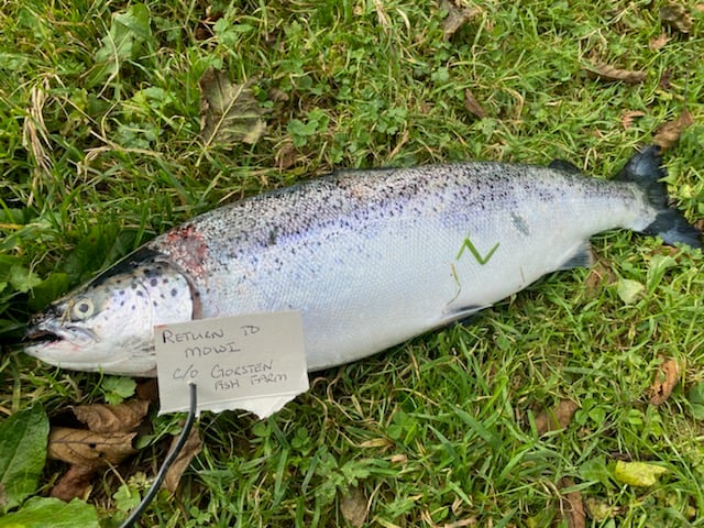 Calls to fine Mowi fish farm after 75,000 salmon escaped snubbed despite commitment to bring in penalties