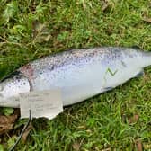 Campaigners reported anglers are catching farmed fish further upstream from where they escaped during Storm Amy 