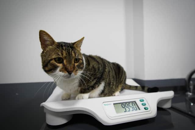 Vet fees have skyrocketed in recent years
