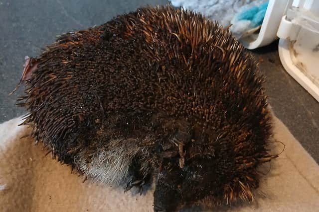 A hedgehog pulled from the rubble on Thursday morning