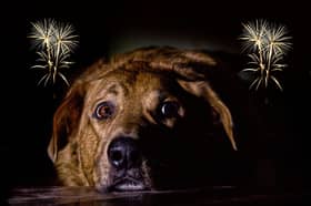 Dogs and fireworks don't tend to mix well.