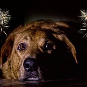 Dogs and fireworks don't tend to mix well.