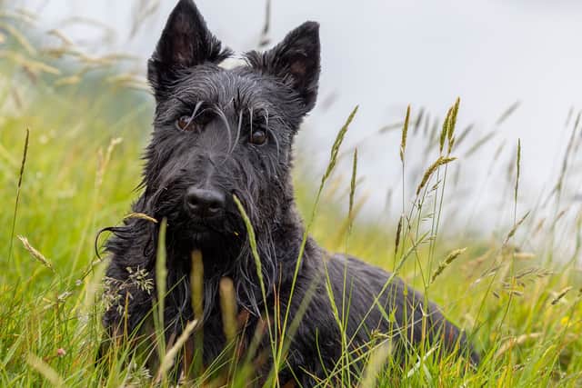 The stoic Scottish Terrier, once the most popular breed in the country and now on the Kennel Club's 'At Watch' list given the staggering drop in puppies born.