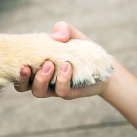 Dogs can be good for your mental health - and that's been proven.