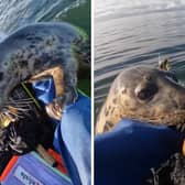 A seal hops onto fishermen's kayaks in the Firth of Clyde in Scotland.