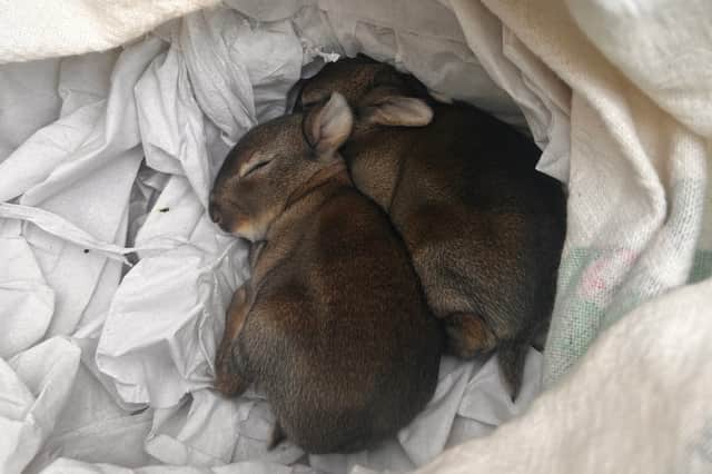 The two rabbits were taken to the SSPCA Welfare Centre in Alloa.