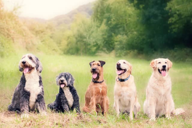 All breeds of dog can develop the habit.
