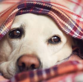 Many dogs react badly to the sound of fireworks.