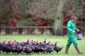 Is a Christmas dinner really a Christmas dinner without a turkey? (Picture: Matt Cardy)