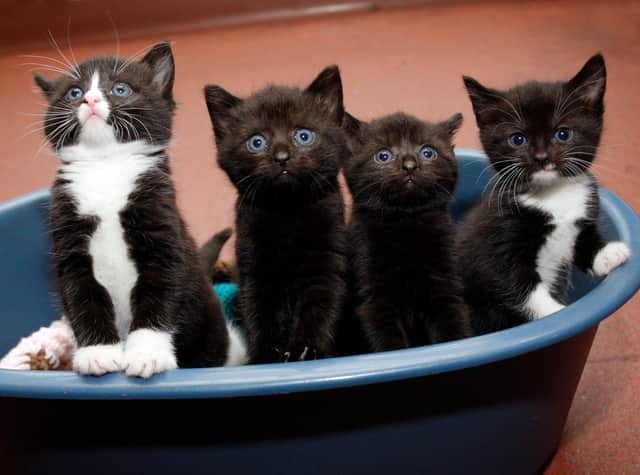 29 per cent said understanding their pet’s behavioural background was key.