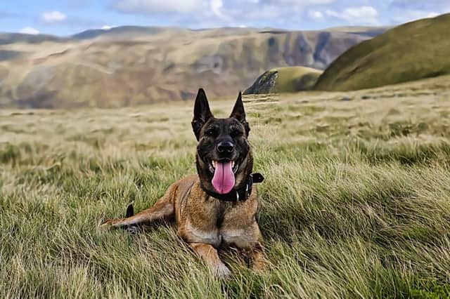 Former police dog Amber enjoys her retirement in Glenshee