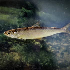 Vendace is the UK’s rarest native freshwater fish and is a priority species in the Trust’s Plan for Nature.
