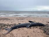 The shark itself was first seen on Thursday last week.