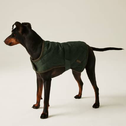 It's a perfect time to stock up your doggie wardrobe