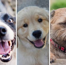 Most people could name these breeds of dog.