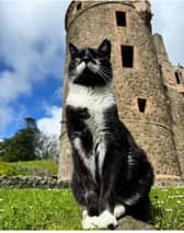 Buster the cat at his adopted home of Huntly Castle.