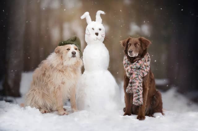 Winter can be fun for dogs, but sometimes it can just be too cold.