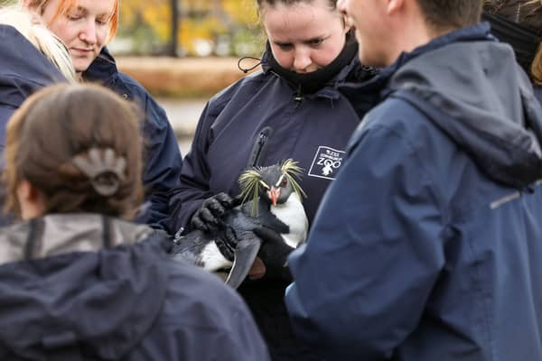 Over 150 penguins have received their annual vaccinations at Edinburgh Zoo.