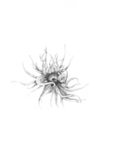A drawing of an anemone by Christina Riley, from her self-illustrated book Looking Down at the Stars