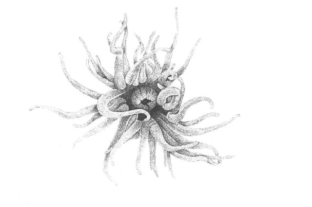 A drawing of an anemone by Christina Riley, from her self-illustrated book Looking Down at the Stars