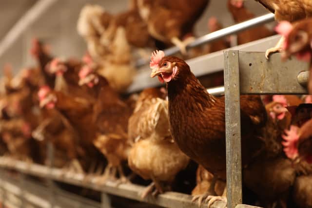 Cases of bird flu have been reported in Midlothian and the Borders this month 