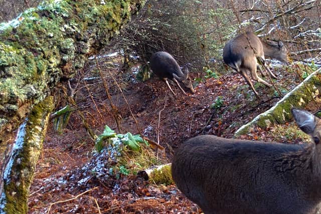 Researchers claim the smaller and in some cases more resilient sika deer could usurp the red deer population