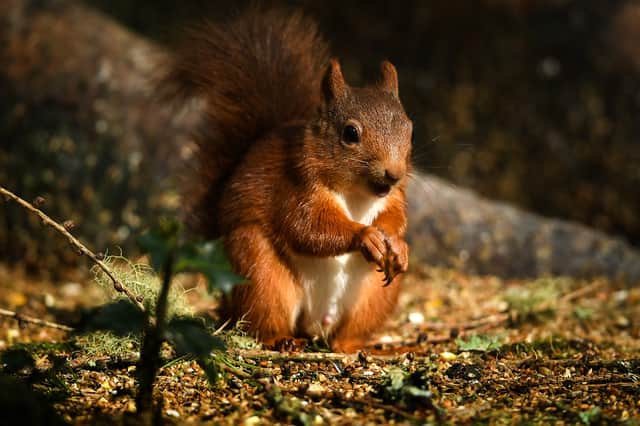 Red squirrels have been making a comeback in the north-west Highlands thanks to a reintroduction project (Picture: Jeff J Mitchell)