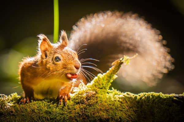 The range of red squirrels in the Highlands has increased by more than 25 per cent in a decade following a reintroduction project by a rewilding charity
