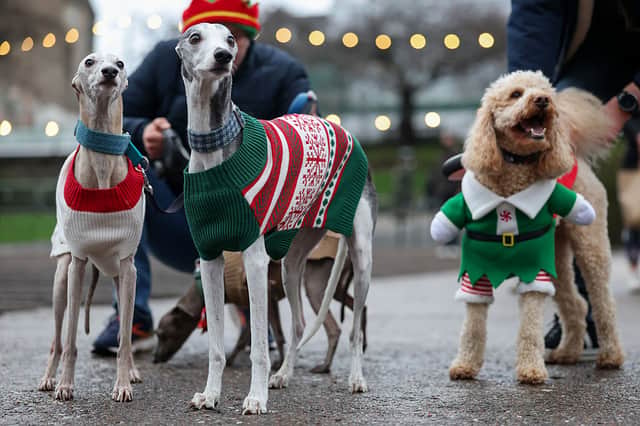 These Italian Greyhounds were kept warm by Christmas jumpers during Santa Paws in Edinburgh.