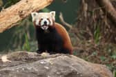 77 per cent of grown-ups admit they have been posed an animal question from their child they didn’t know the answer to.
