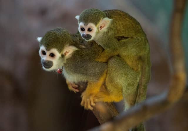 45 per cent of parents admitted their animal knowledge is inferior to their children’s.