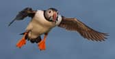 The puffin is one of the species listed as under threat in Scotland