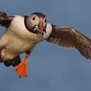The puffin is one of the species listed as under threat in Scotland