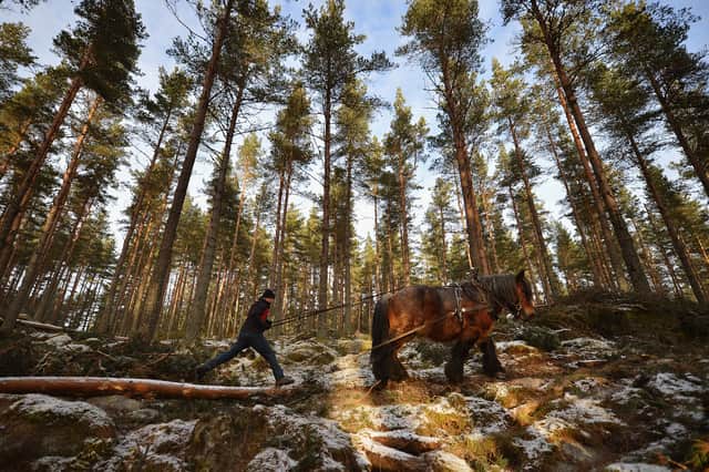 A total of 1,589 different species have been found to use Scots pine Scots pine trees in some way (Picture: Jeff J Mitchell)