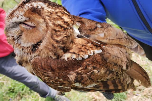 The nocturnal, silent-winged birds usually rely on sound for hunting but have shown signs of potentially using the light from street lights to help them with their catch