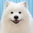 Some dog breeds are naturally happier than others.