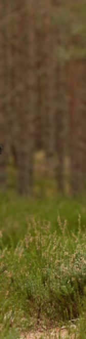 Undated handout photo issued by RSPB of
Capercaillie Tetrao urogallus, Abernethy