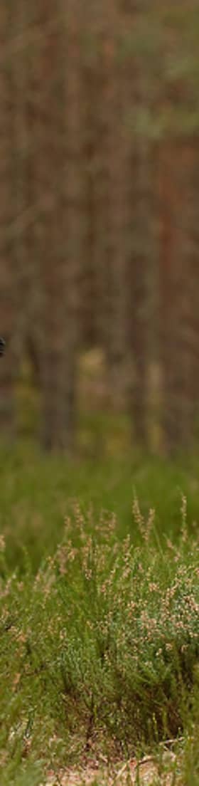 Undated handout photo issued by RSPB of
Capercaillie Tetrao urogallus, Abernethy