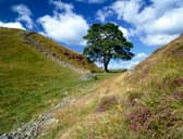 The sadly lost Sycamore Gap tree showed how majestic they can be (Picture: English Heritage/Heritage Images)