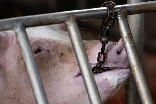 Keeping animals in cages prevents them from doing the things that make life worth living
