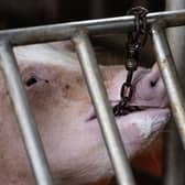Keeping animals in cages prevents them from doing the things that make life worth living