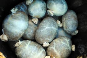 Written in 1786, Burns poem Address to a Haggis is a necessity for the complete Burns Night experience.  "Fair fa’ your honest, sonsie face, Great Chieftain o’ the Puddin-race!" Its fun and joyful, and should be recited as the haggis is placed on the table, but before the Selkirk Grace. 