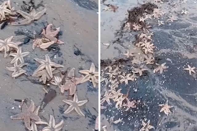 Hundreds of starfish have been washed up on Wardie Bay, Edinburgh