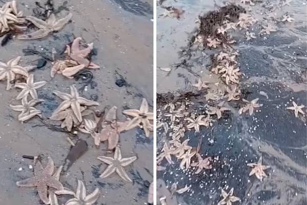 Thousands of starfish have been washed up on Wardie Bay, Edinburgh